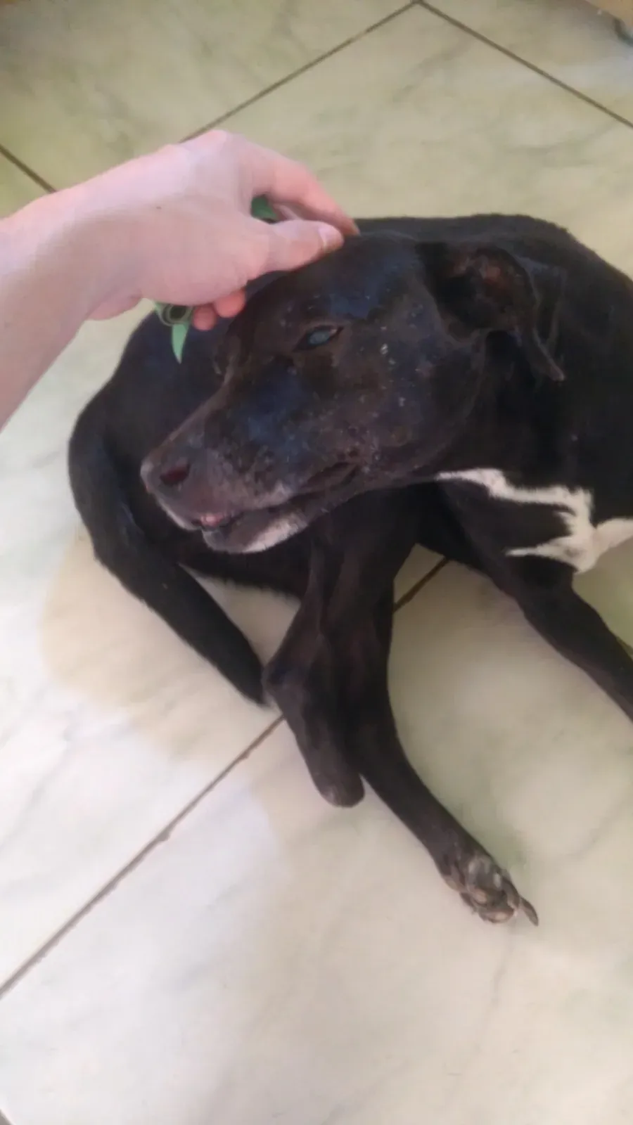 Naomi, na Sobre Quatro Patas, antes da prótese.